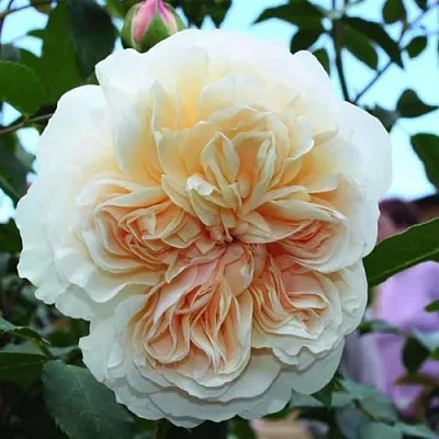 Саженцы роз ЛИЧФИЛД ЭНДЖЕЛ английская  Саженцы роз ЛИЧФИЛД ЭНДЖЕЛ английская в Краснодаре