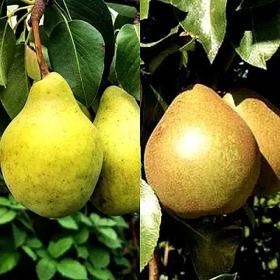 Комплект ДУЭТ в Краснодаре