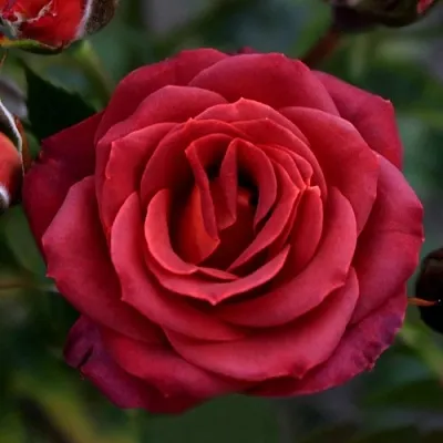 Саженцы роз ЧОКОЧИНО спрей  Саженцы роз ЧОКОЧИНО спрей в Краснодаре