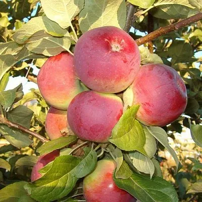 Яблоня ОРЛИК  Яблоня ОРЛИК в Краснодаре