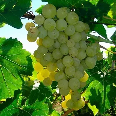 Виноград КИШМИШ МУСКАТНЫЙ  Виноград КИШМИШ МУСКАТНЫЙ в Краснодаре