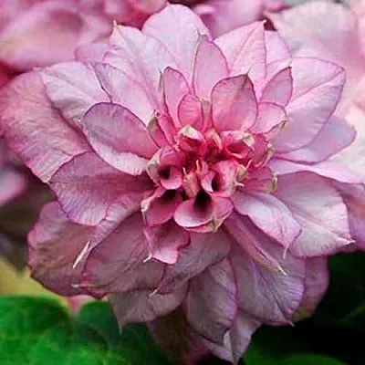 Клематис ИННОСЕНТ ГЛАНС  Клематис ИННОСЕНТ ГЛАНС в Краснодаре