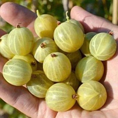 Крыжовник БЕРИЛЛ в Краснодаре