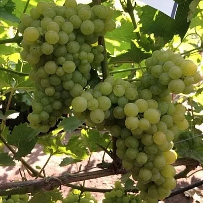 Виноград КИШМИШ 311  Виноград КИШМИШ 311 в Краснодаре