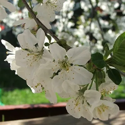 Вишня УМБРАКУЛИФЕРА  Вишня УМБРАКУЛИФЕРА в Краснодаре