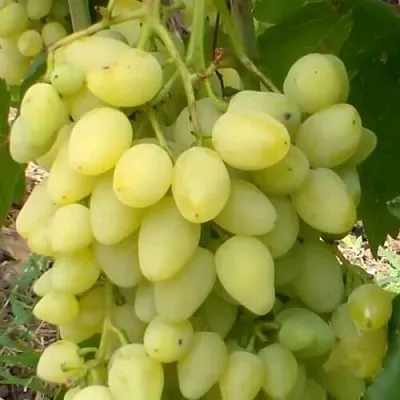 Виноград ЗАРНИЦА  Виноград ЗАРНИЦА в Краснодаре