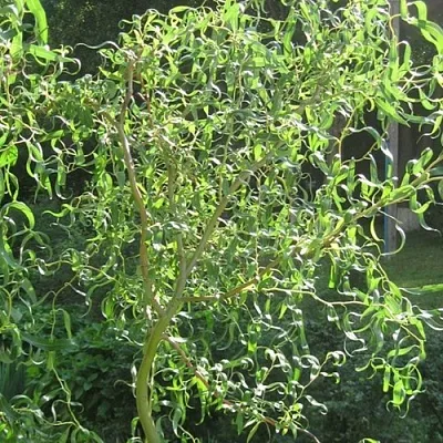 Ива МАТСУДАНА  Ива МАТСУДАНА в Краснодаре