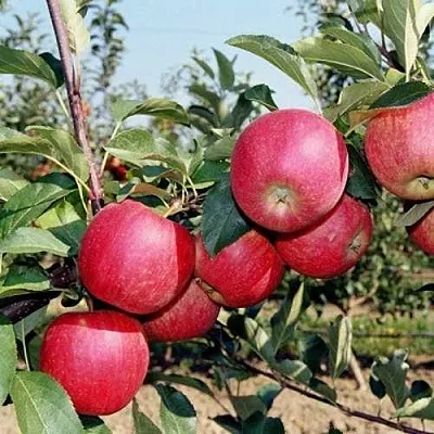 Яблоня АПОРТ в Краснодаре