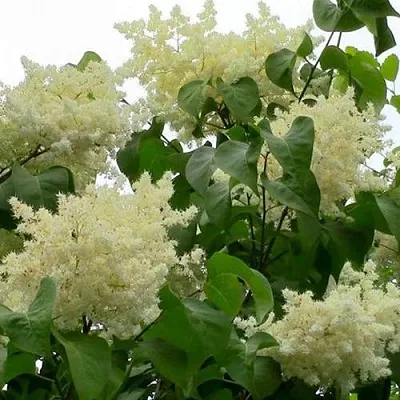 Сирень АМУРСКАЯ  Сирень АМУРСКАЯ в Краснодаре