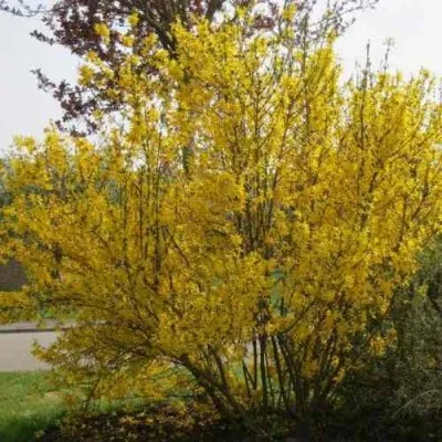 Форзиция КАМСОН промежуточная — описание сорта Форзиция КАМСОН промежуточная в Краснодаре