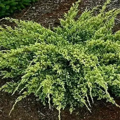 Можжевельник ДРИМ ДЖОЙ чешуйчатый  Можжевельник ДРИМ ДЖОЙ чешуйчатый в Краснодаре