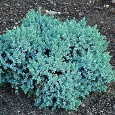 Можжевельник БЛЮ СТАР чешуйчатый  Можжевельник БЛЮ СТАР чешуйчатый в Краснодаре