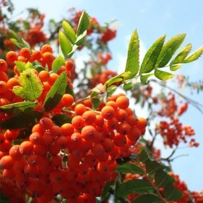 Рябина ВЕФЕД сладкоплодная в Краснодаре