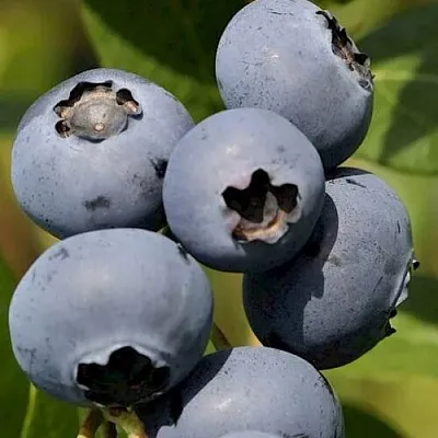 Голубика ЧАНДЛЕР  Голубика ЧАНДЛЕР в Краснодаре