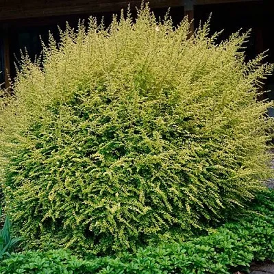 Жимолость в Краснодаре