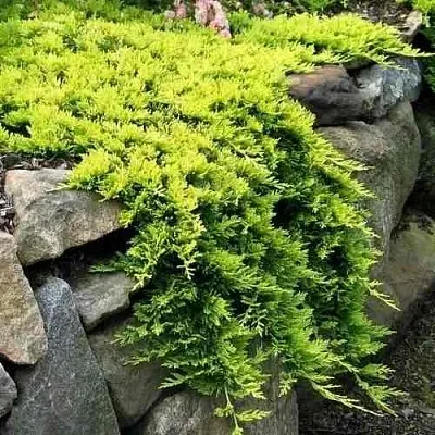 Можжевельник ГОЛДЕН КАРПЕТ горизонтальный  Можжевельник ГОЛДЕН КАРПЕТ горизонтальный в Краснодаре