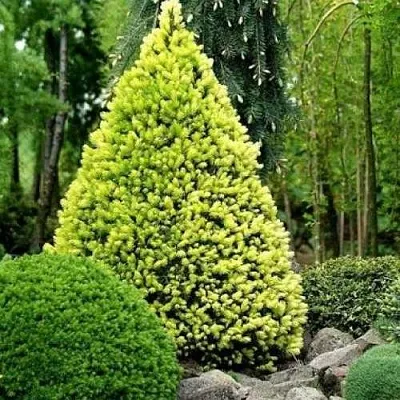 Ель РЕЙНБОУЗ ЭНД сизая  Ель РЕЙНБОУЗ ЭНД сизая в Краснодаре