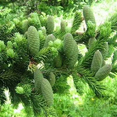 Пихта белая в Краснодаре