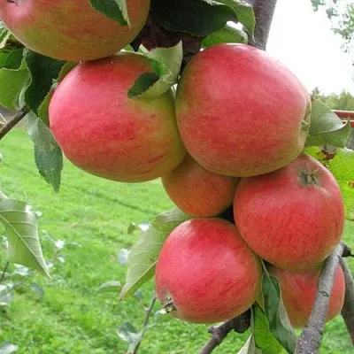 Яблоня ПИККОЛО в Краснодаре