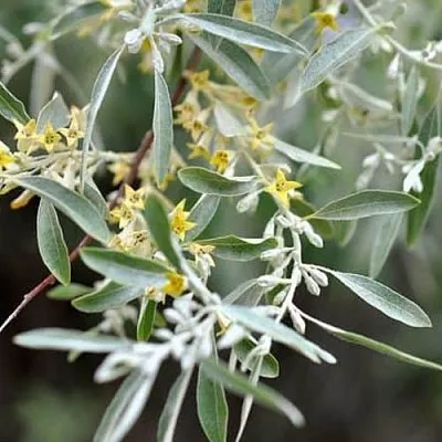 Лох в Краснодаре