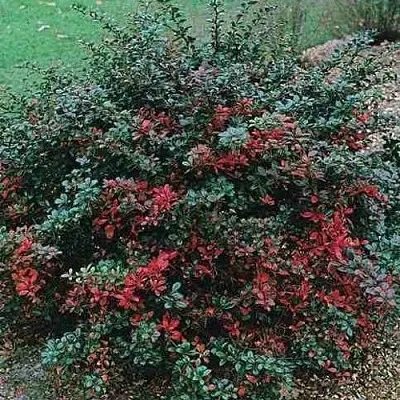 Барбарис РЕД ДЖЕВЕЛ средний   Барбарис РЕД ДЖЕВЕЛ средний  в Краснодаре