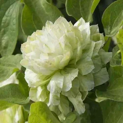 Клематис КОХАНА  Клематис КОХАНА в Краснодаре