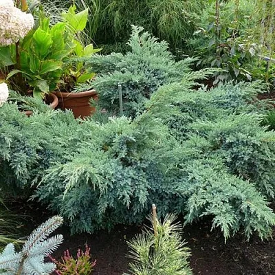 Можжевельник БЛЮ ШВЕД (СВИД) чешуйчатый  Можжевельник БЛЮ ШВЕД (СВИД) чешуйчатый в Краснодаре