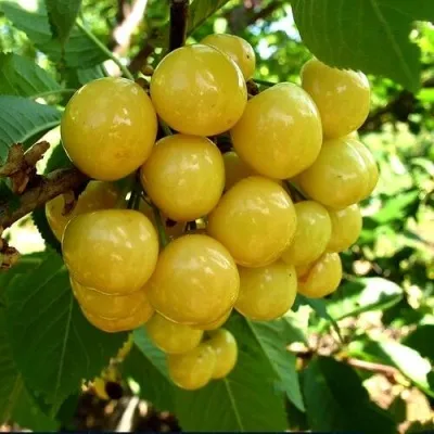 Черешня ПРИУСАДЕБНАЯ ЖЁЛТАЯ — описание сорта Черешня ПРИУСАДЕБНАЯ ЖЁЛТАЯ в Краснодаре