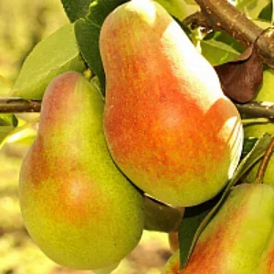 Груша РУССКАЯ КРАСАВИЦА (КРАСАВИЦА ЧЕРНЕНКО) в Краснодаре