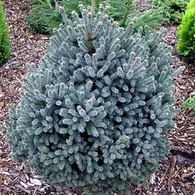 Ель НАНА сизая в Краснодаре