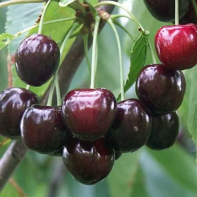 Черешня ЛЮБИМИЦА АСТАХОВА в Краснодаре