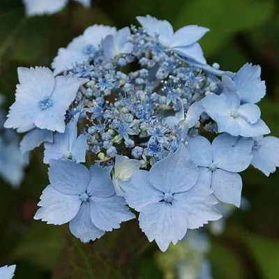 Гортензия БЛЮ ДЕКЛ пильчатая  Гортензия БЛЮ ДЕКЛ пильчатая в Краснодаре