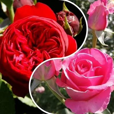 Комплект РОМАНТИЧЕСКИЙ БУКЕТ в Краснодаре