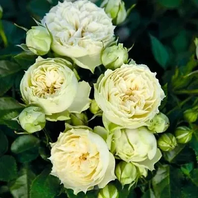 Саженцы роз БЛАНШЕТТ спрей  Саженцы роз БЛАНШЕТТ спрей в Краснодаре