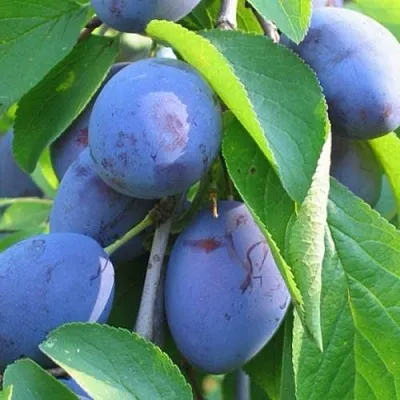 Слива ПЕРДРИГОН в Краснодаре