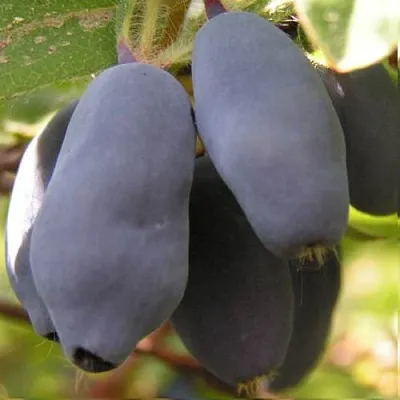 Жимолость съедобная КРУПНОПЛОДНАЯ в Краснодаре