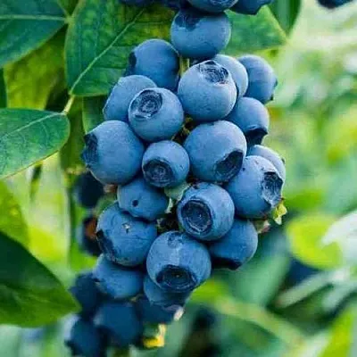 Голубика БОНИФАЦИЙ  Голубика БОНИФАЦИЙ в Краснодаре