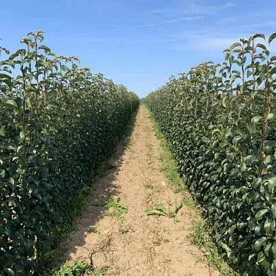 Саженцы почтой и ТК  Саженцы почтой и ТК в Краснодаре