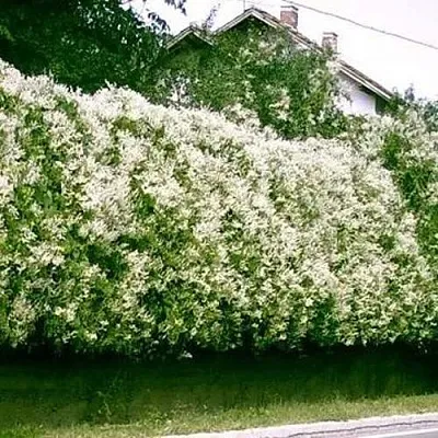 Фаллопия в Краснодаре