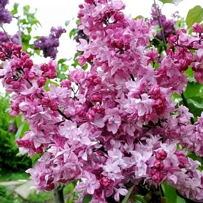 Сирень ОЛИМПИАДА КОЛЕСНИКОВА  Сирень ОЛИМПИАДА КОЛЕСНИКОВА в Краснодаре