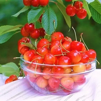 Черешня НАСЛАЖДЕНИЕ в Краснодаре