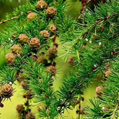 Лиственница  Лиственница в Краснодаре