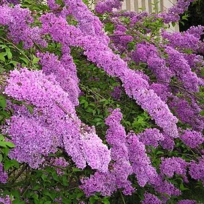 Сирень КИТАЙСКАЯ  Сирень КИТАЙСКАЯ в Краснодаре