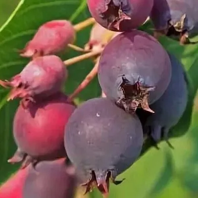 Ирга MANDAN  Ирга MANDAN в Краснодаре