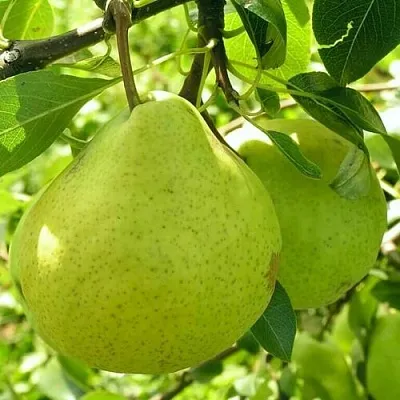 Груша ДАЛИКОР колонновидная  Груша ДАЛИКОР колонновидная в Краснодаре