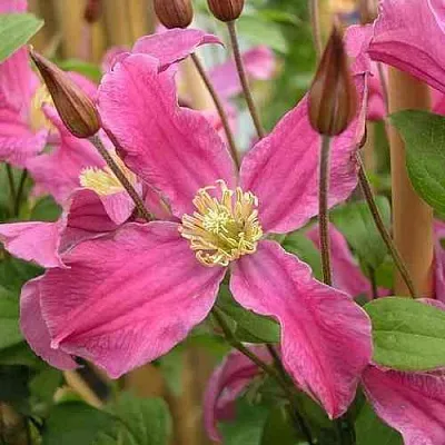 Клематис ИНСПИРЕЙШН ЗОЙН  Клематис ИНСПИРЕЙШН ЗОЙН в Краснодаре