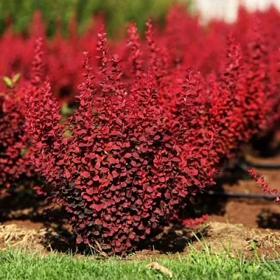 Барбарис ОРАНЖ РОКЕТ тунберга в Краснодаре