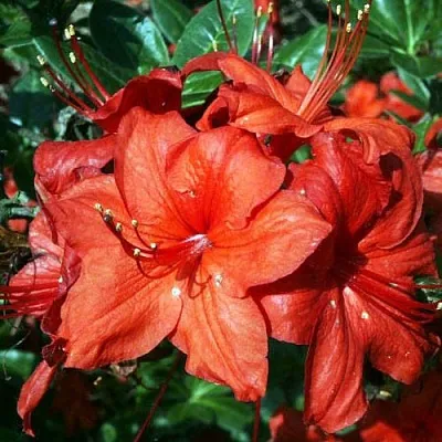 Азалия ДОЛОРОСО листопадная  Азалия ДОЛОРОСО листопадная в Краснодаре