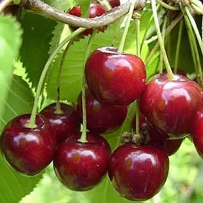 Вишня ХАРИТОНОВСКАЯ  Вишня ХАРИТОНОВСКАЯ в Краснодаре