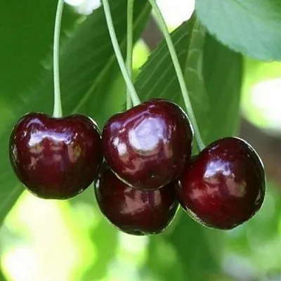Черешня ЛЕНИНГРАДСКАЯ ЧЁРНАЯ в Краснодаре